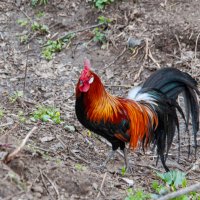 Встреча в придорожном кафе... :: Светлана Фокша