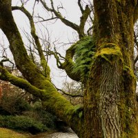 Старое дерево :: Сергей Порфирьев