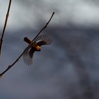 Даурская горихвостка :: Сергей Флетчер