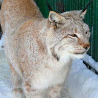 Большереченский зоопарк :: Savayr 