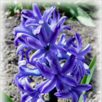 Гиацинт :: Елена Сухорученкова