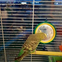 Кеша хороший и красивый. :: nadyasilyuk Вознюк