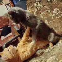 Она его победила! :: Александр Чеботарь