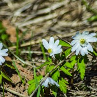 вот и весна пришла :: petyxov петухов