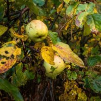 Яблоки на ветке :: Лилия 