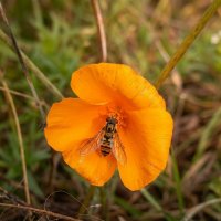 Оранжевый цветок эшшольции :: Лилия 