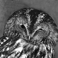 Неясыть :: Юрий Воронов