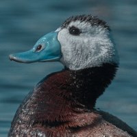 Савка :: Yudong Liu