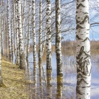 Половодье :: Галина Новинская Половодье :: Галина Новинская