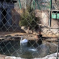 На пруду. :: Ольга 