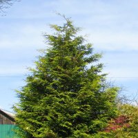 Красавица туя :: Людмила Смородинская