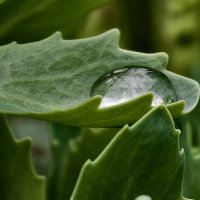 Капля :: Мариша Тим