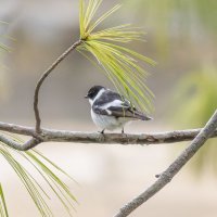 ? :: юрий макаров