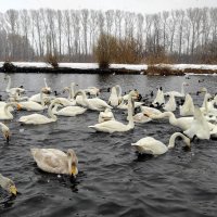 На озере Светлом :: Татьяна Лютаева