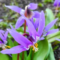 Кандык :: Татьяна Лютаева