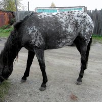 Подрезка травы :: nadyasilyuk Вознюк