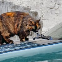 Ни стыда, ни совести :: Alexandеr P