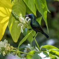 Палестинская нектарница. :: Alexander Amromin