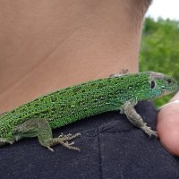 дети и ящерка :: Елена Шаламова