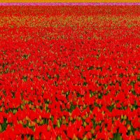 Царство цветов(серия) :: Владимир Манкер