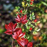 Осеннее :: Владимир Кроливец