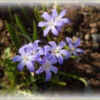 Хионодокса люцилии :: Валентина Надсон