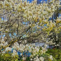 Ирга Ламарка :: Tata Wolf