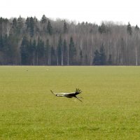 весенние зарисовки :: ИННА ПОРОХОВА