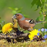 ... :: Вячеслав Минаев