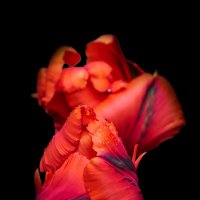 Попугайные тюльпаны :: Игорь Шевченко