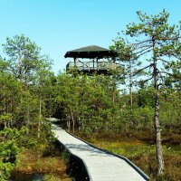 С туристической тропы болота Виру :: Aida10 С туристической тропы болота Виру :: Aida10