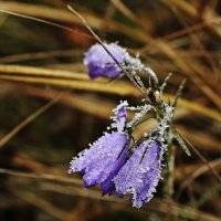 ...предзимье :: Александр Герасенков