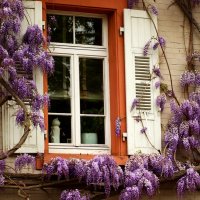 Окно с глицинией :: Юрий. Шмаков