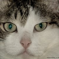 Портрет Вареника :: Алексей Харькин