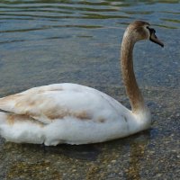Молодой лебедь, ... :: Галина 