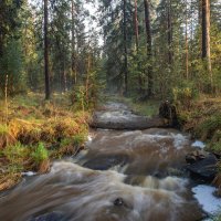 Весенний лес :: Vladimbormotov 