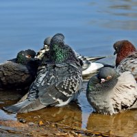 жара :: Олег 