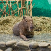 Капибара :: Александр Леонов