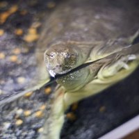 Китайский трионикс :: Александр Леонов