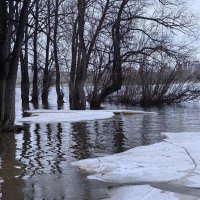 Обь в середине апреля :: Галина Козлова 