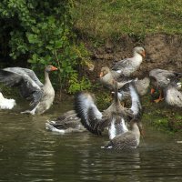 Водные процедуры :: Владимир Гришин