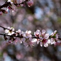 Апрель. Персик :: Павленко Михаил 