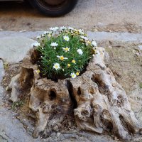 Пенёк зацвёл. :: Оля Богданович