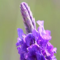 Лаванда. :: Оля Богданович