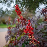 Осень :: Иваннович .