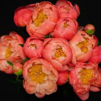 День рождения. :: Борис Калитенко