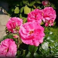 Розовые розы :: Елена Сухорученкова