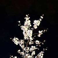 Сакура в ночи. :: Pippa 