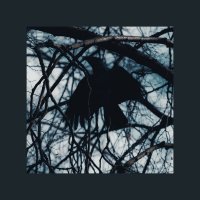 Птичка :: Илья Шенгелия