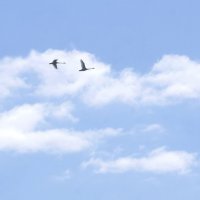 Лебеди в облаках. :: сергей ермошкин